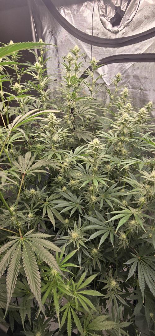 IDC Outdoors. Week 2 - These are the 3 mothers that are 4 weeks into bloom.