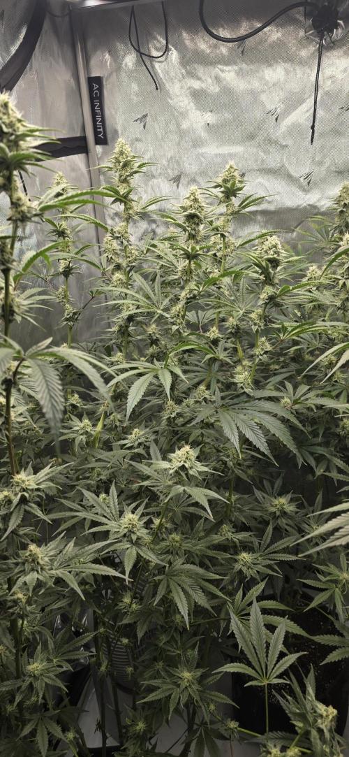 Ice Dream Cake. Week 11