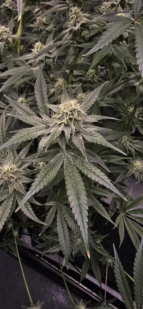 Ice Dream Cake. Week 11
