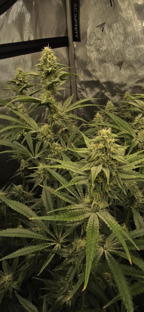 Ice Dream Cake. Week 11