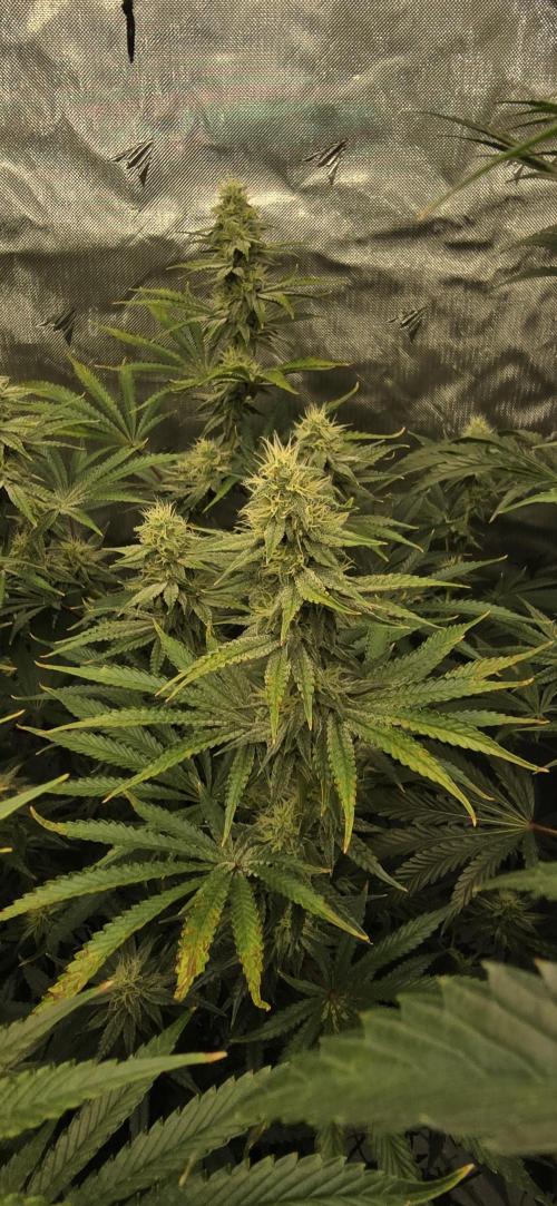 Ice Dream Cake. Week 11