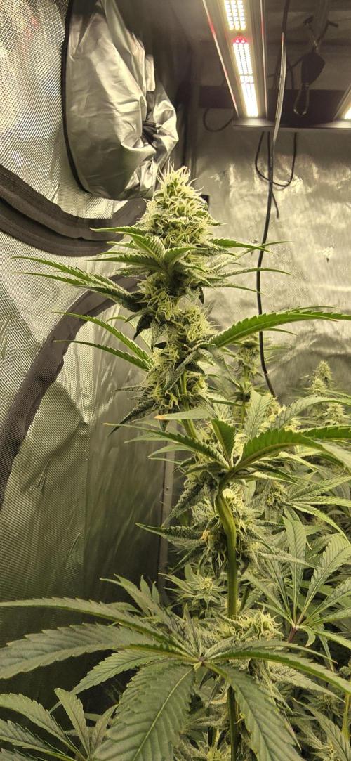 Ice Dream Cake. Week 11