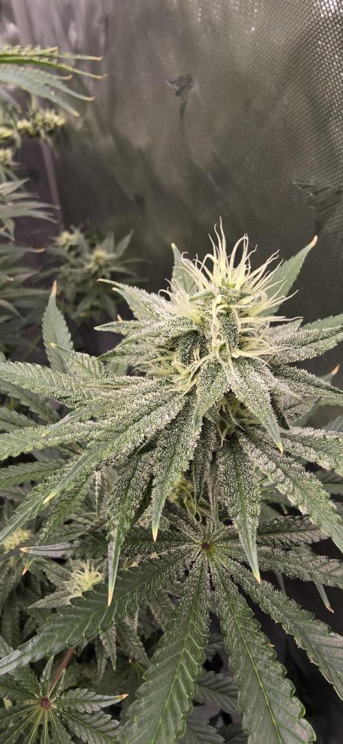 Ice Dream Cake. Week 11