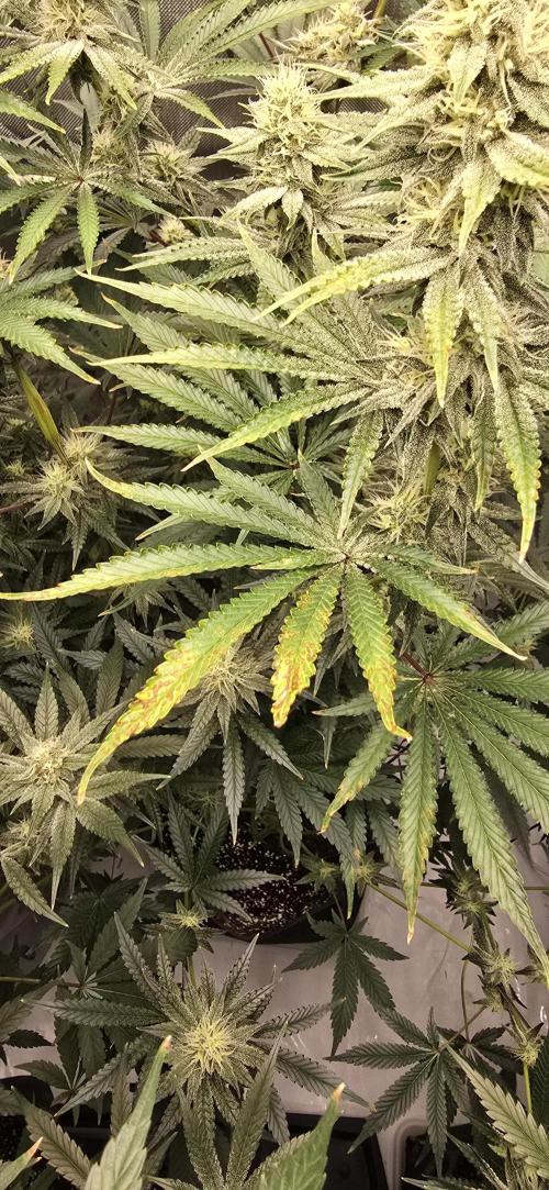 Ice Dream Cake. Week 11
