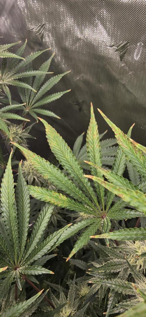 Ice Dream Cake. Week 11