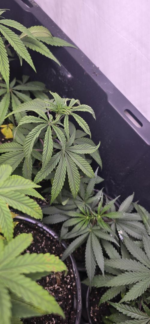 IDC Outdoors. Week 3