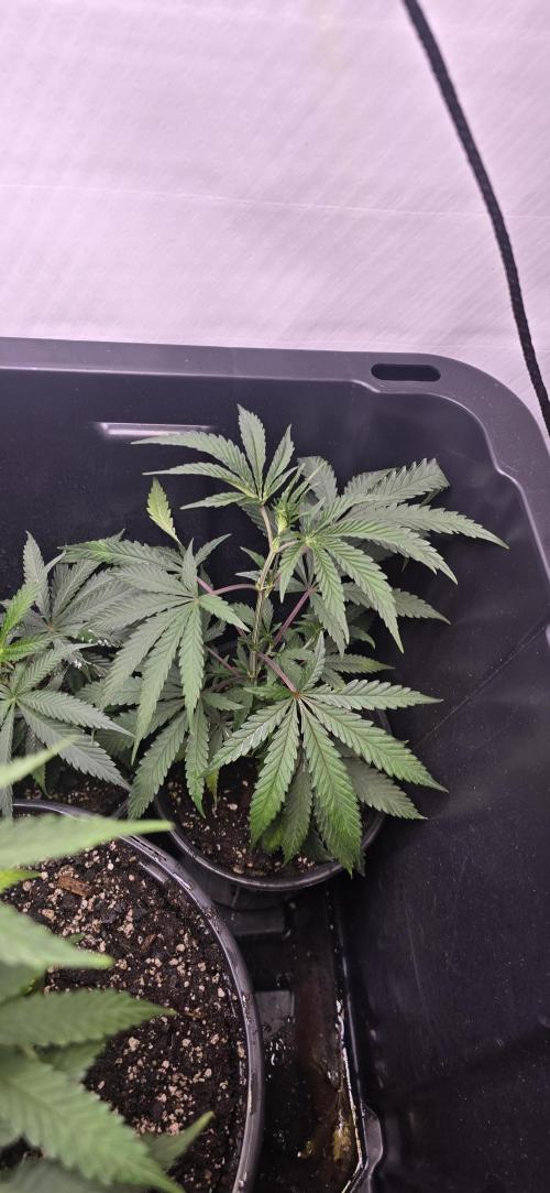 IDC Outdoors. Week 3