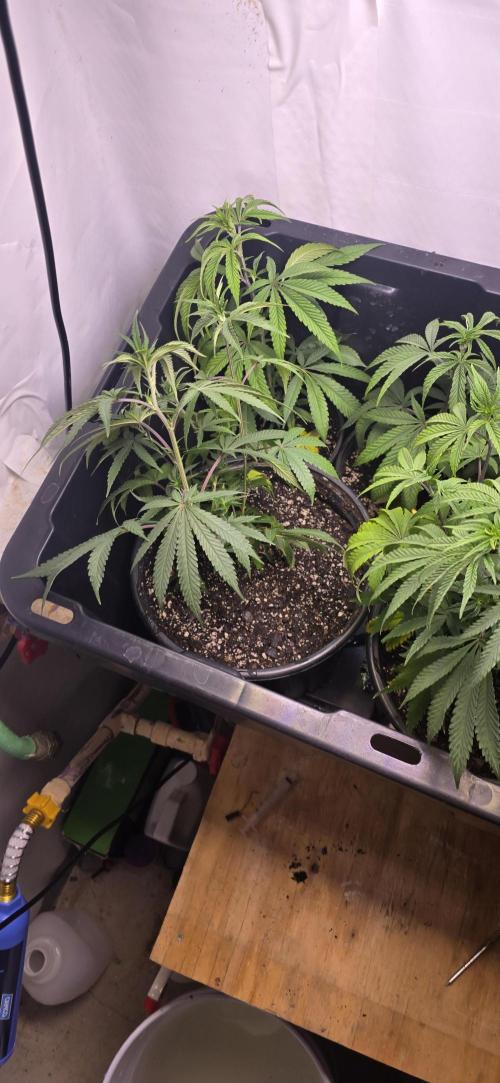 IDC Outdoors. Week 3