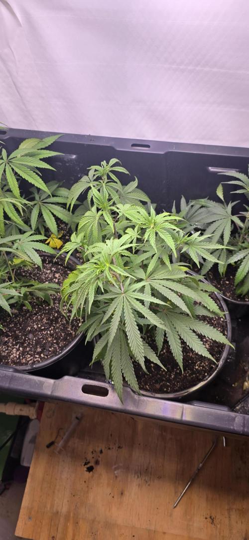 IDC Outdoors. Week 3 - Plant leaves look much worse in the photos compared to in person.