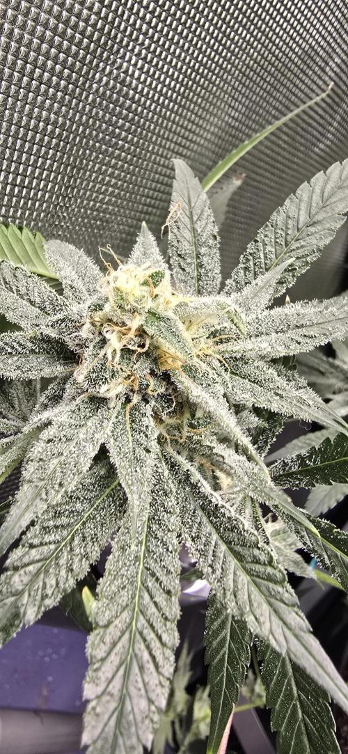 Ice Dream Cake. Week 12