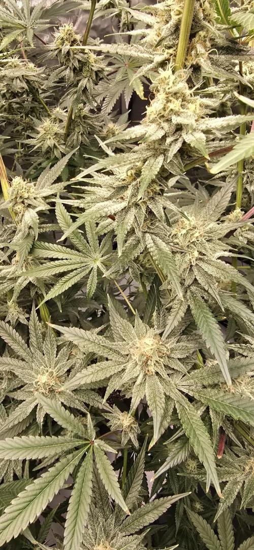 Ice Dream Cake. Week 12