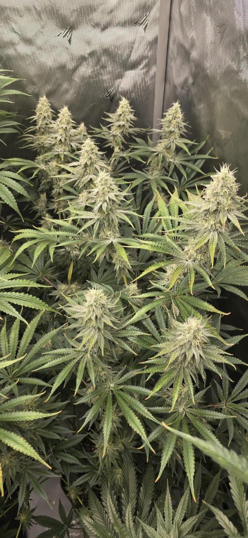 Ice Dream Cake. Week 12