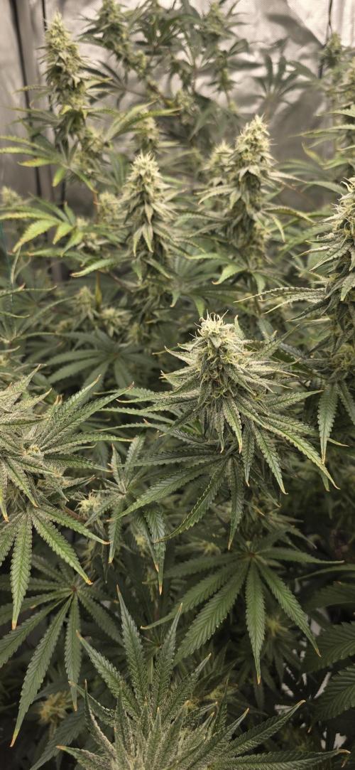 Ice Dream Cake. Week 12