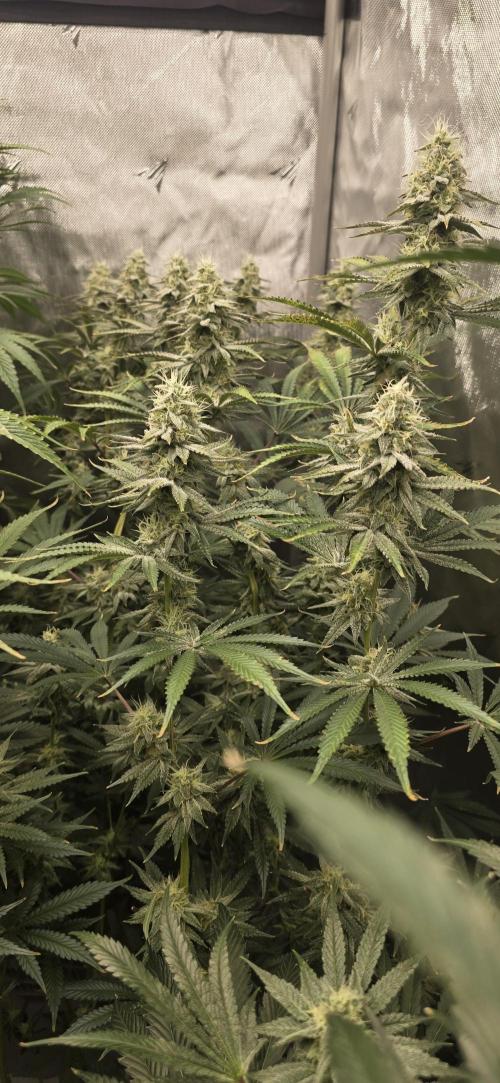 Ice Dream Cake. Week 12