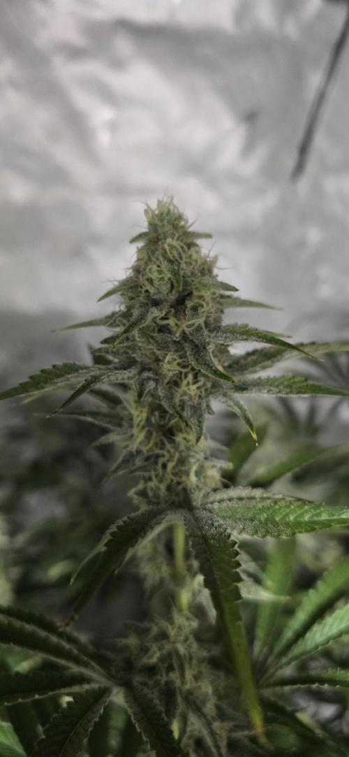 Ice Dream Cake. Week 12