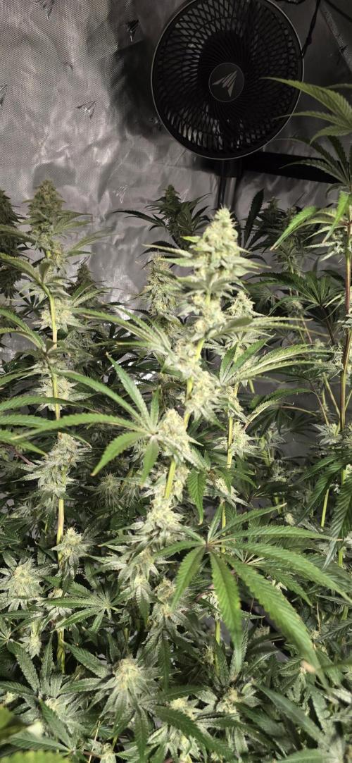 Ice Dream Cake. Week 12