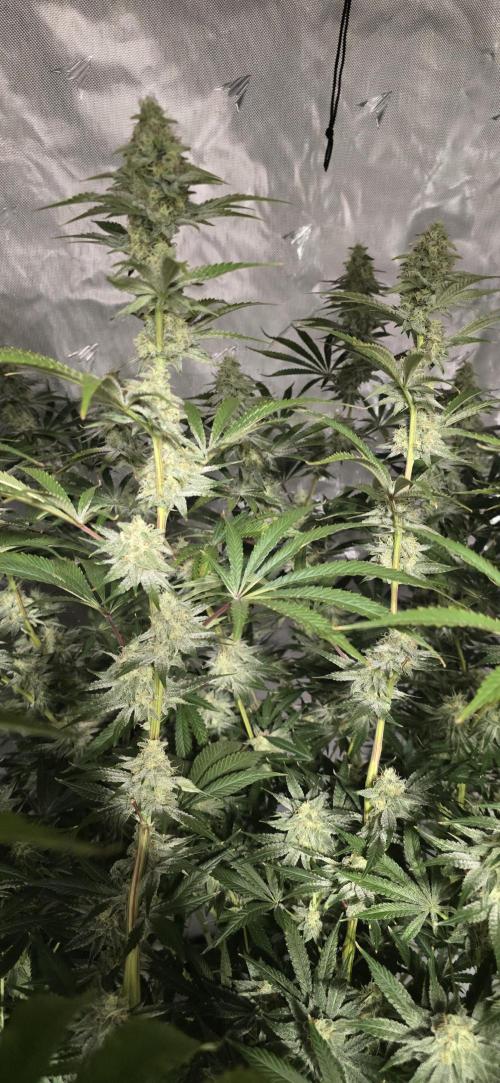 Ice Dream Cake. Week 12