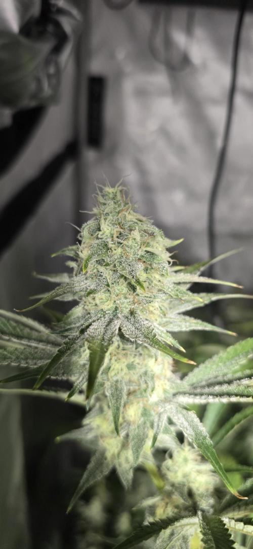 Ice Dream Cake. Week 12