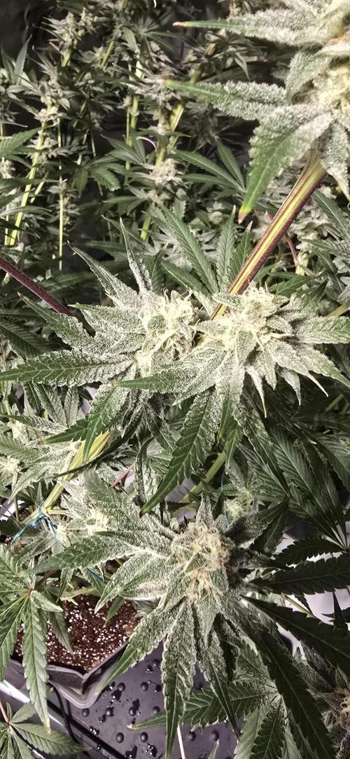 Ice Dream Cake. Week 12