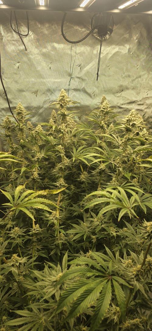 Ice Dream Cake. Week 13