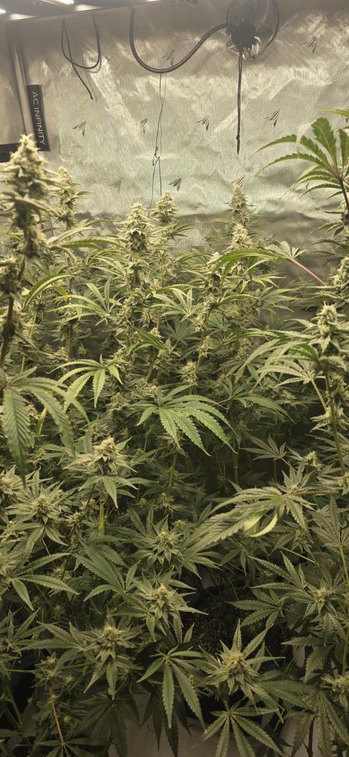 Ice Dream Cake. Week 13