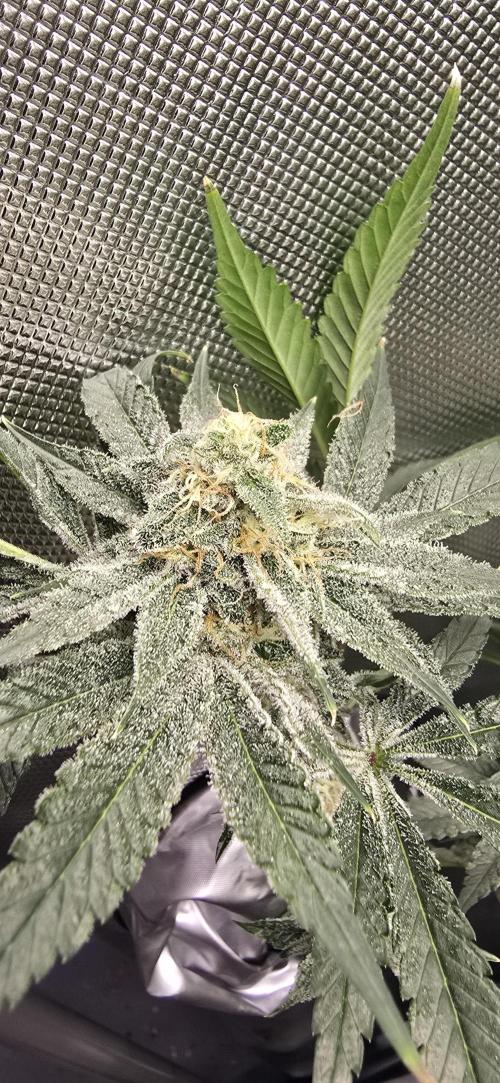 Ice Dream Cake. Week 13