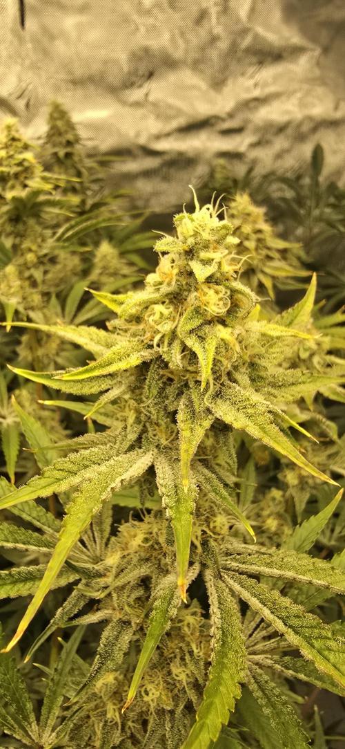 Ice Dream Cake. Week 13