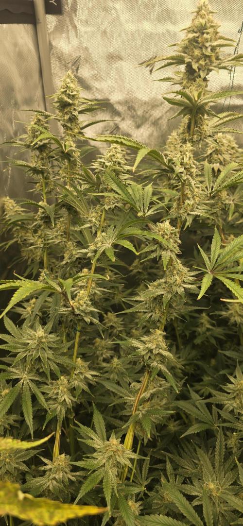 Ice Dream Cake. Week 13