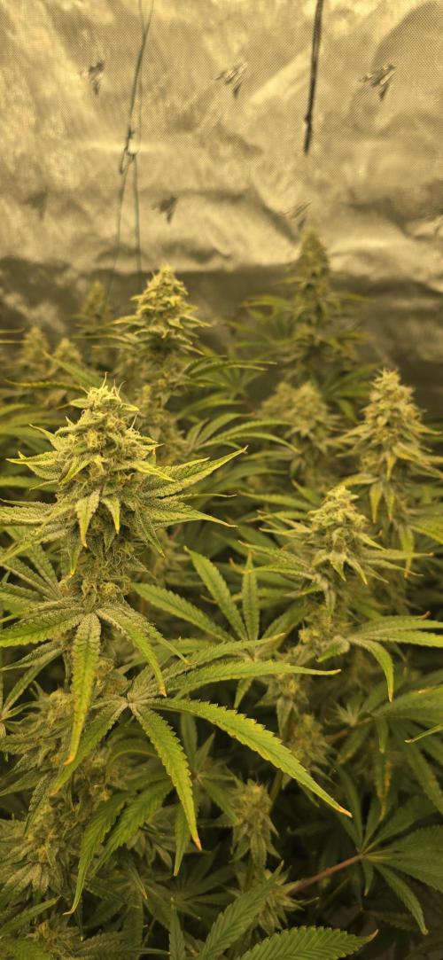 Ice Dream Cake. Week 13
