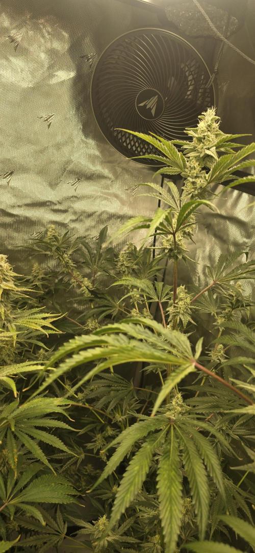 Ice Dream Cake. Week 13