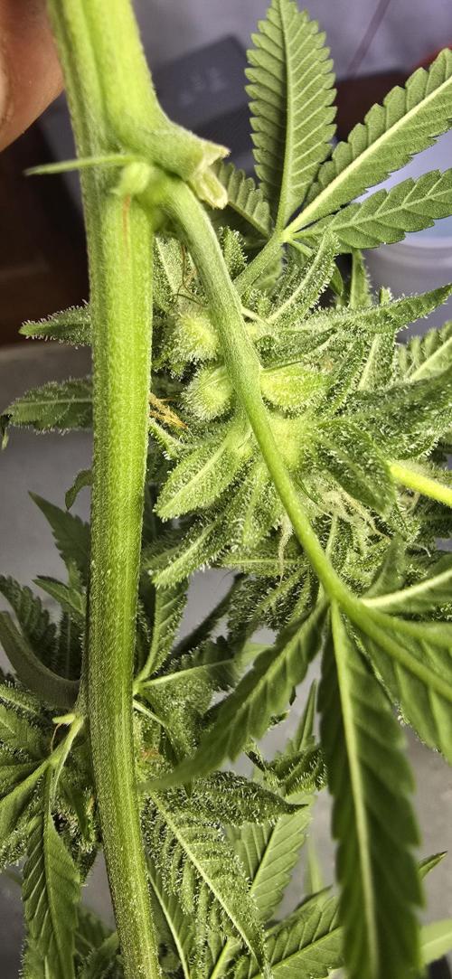 Ice Dream Cake. Week 13