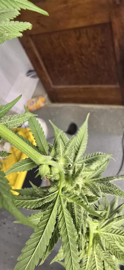 Ice Dream Cake. Week 13