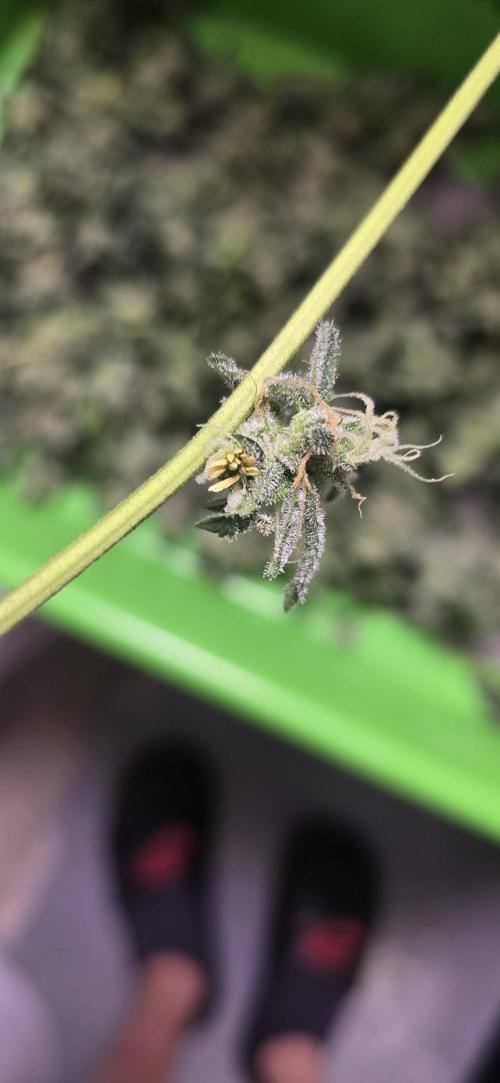 Ice Dream Cake. Week 13
