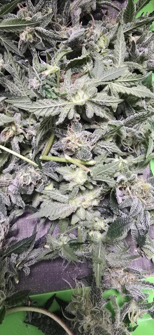 Ice Dream Cake. Week 13