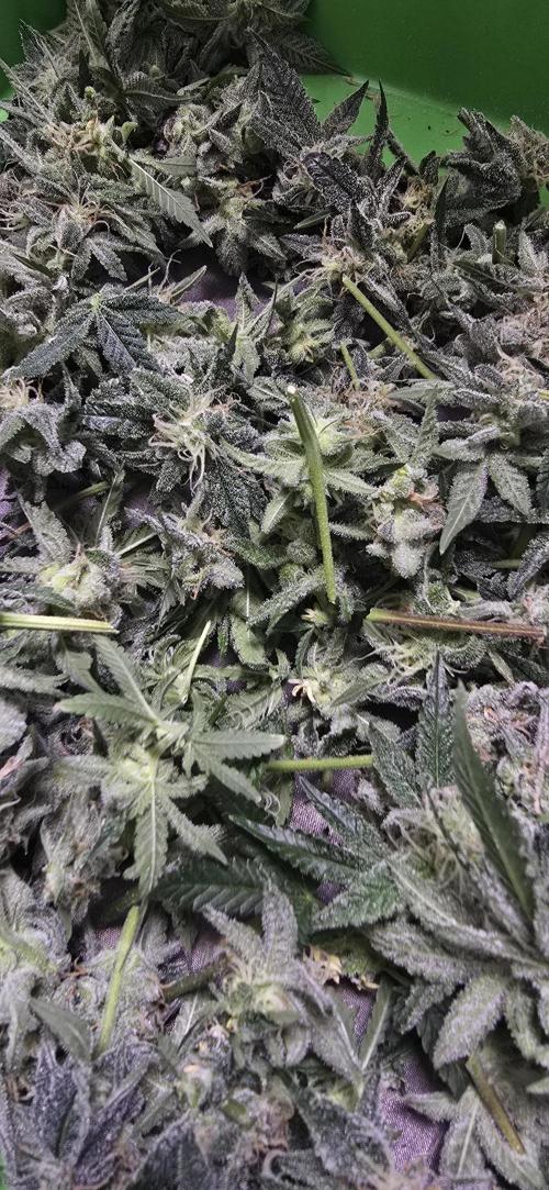 Ice Dream Cake. Week 13