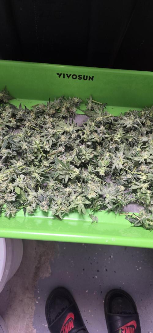 Ice Dream Cake. Week 13