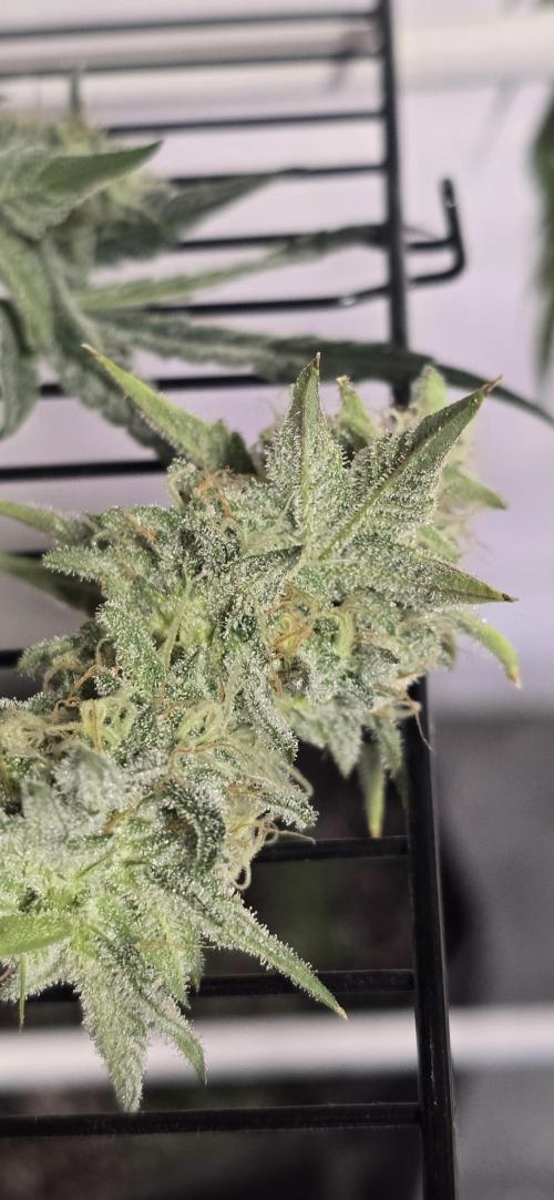 Ice Dream Cake. Week 13