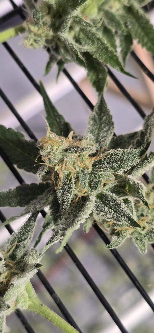 Ice Dream Cake. Week 13