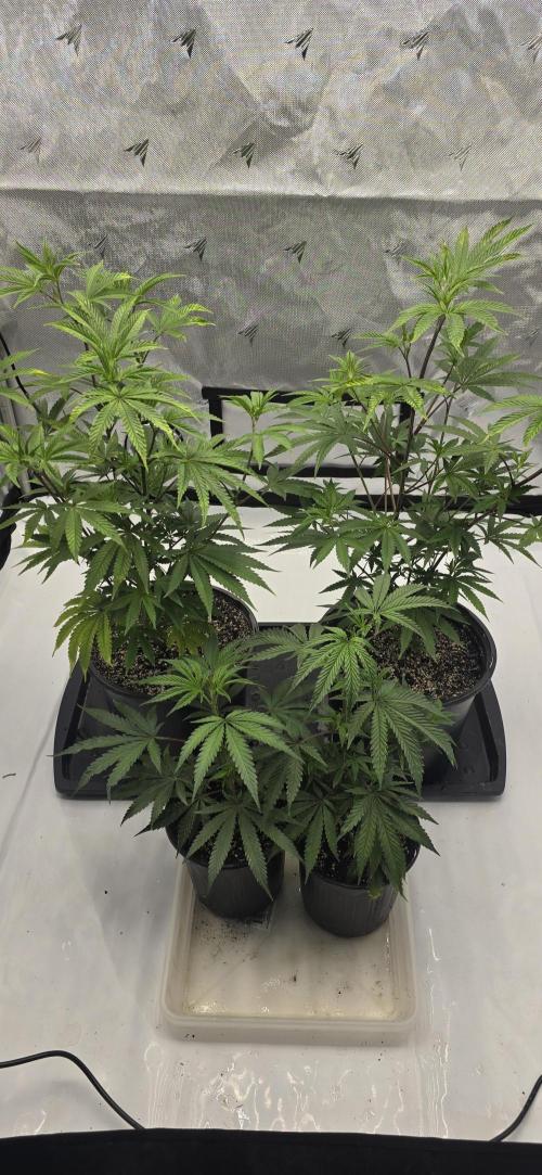 IDC Outdoors. Week 4