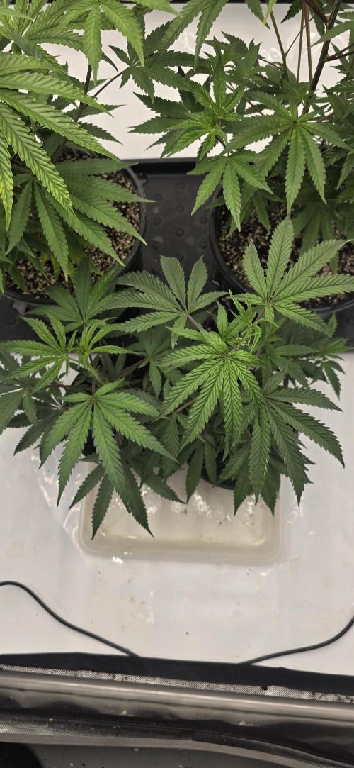 IDC Outdoors. Week 4