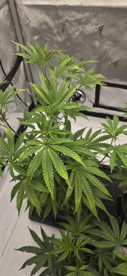 IDC Outdoors. Week 4
