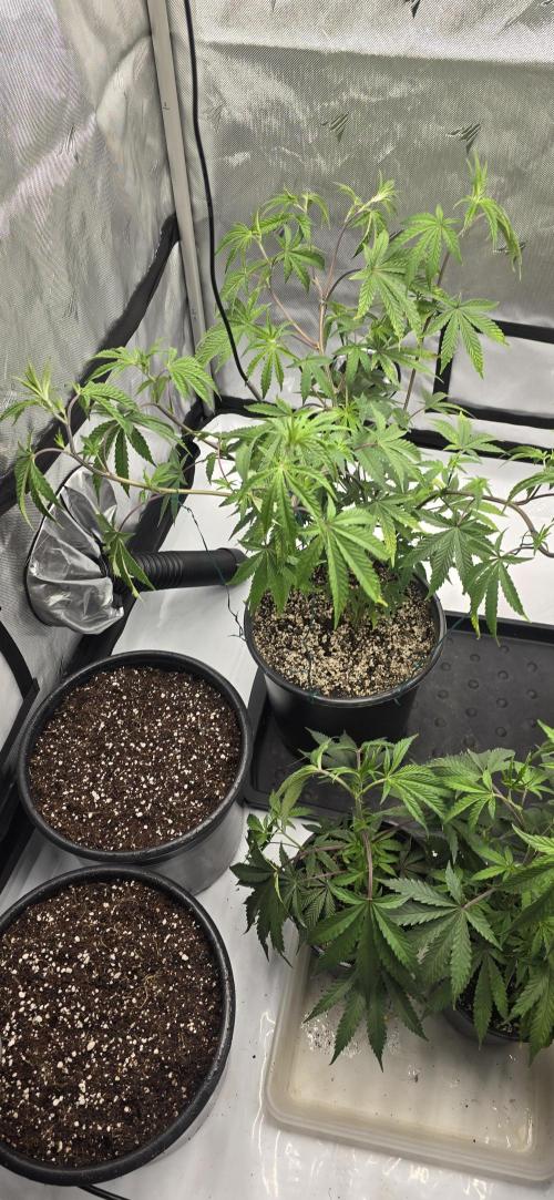 IDC Outdoors. Week 5