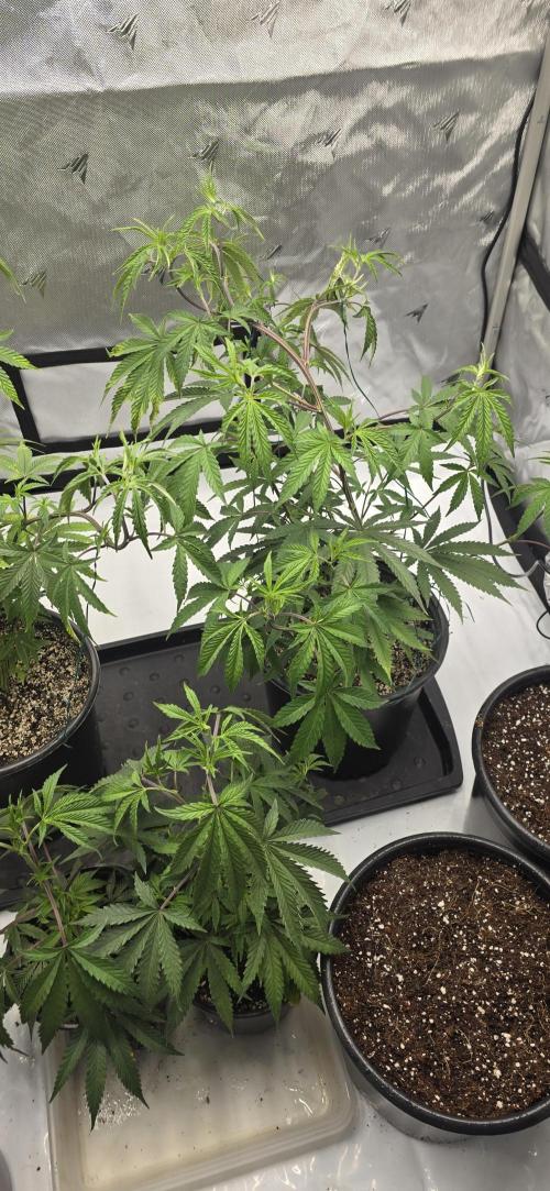 IDC Outdoors. Week 5