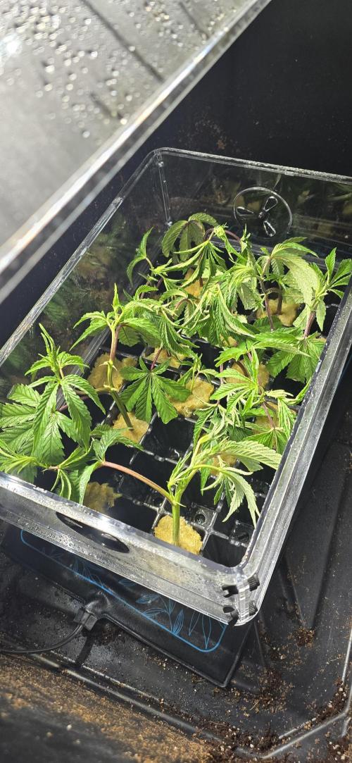IDC Outdoors. Week 5