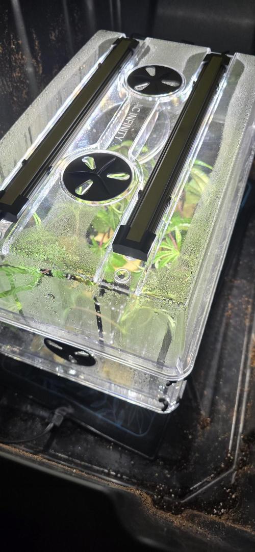 Ice Dream Cake Fast. Week 5
