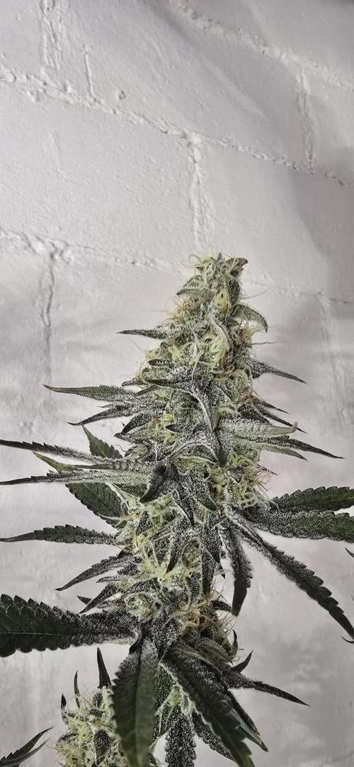 Ice Dream Cake. Week 13