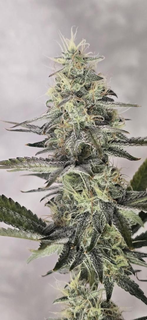 Ice Dream Cake. Week 13