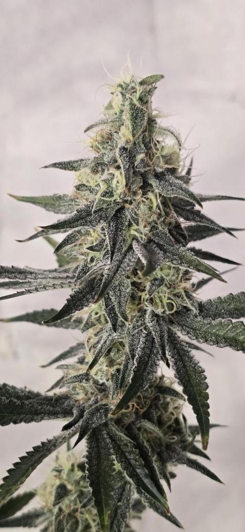 Ice Dream Cake. Week 13