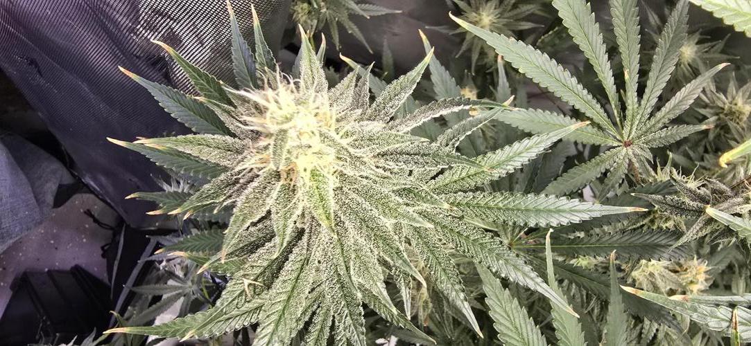 Ice Dream Cake. Week 12