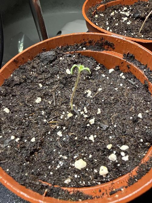 RS11 Traphouse Genetics. Week 0 - Nr 1